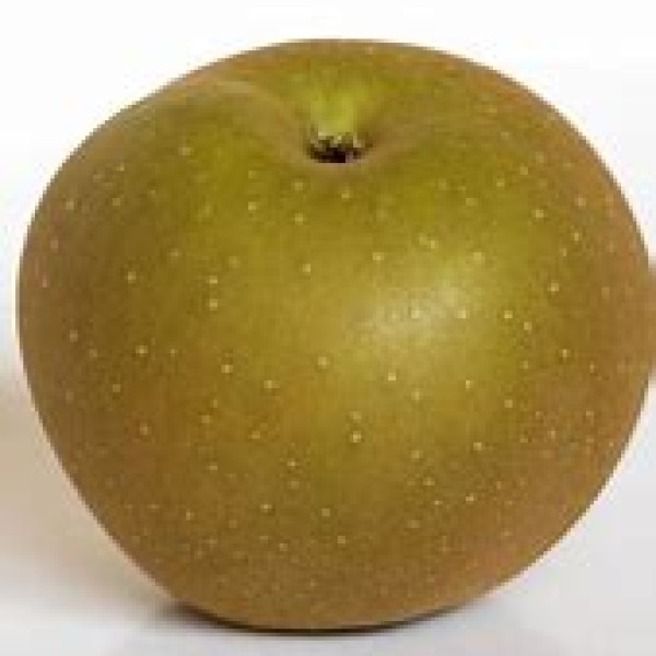 Russet Apples Russet Apples