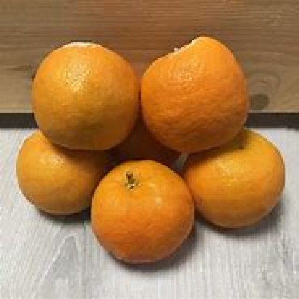 Saville Oranges Saville Oranges