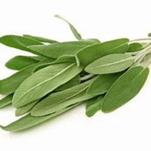 Fresh Sage Fresh Sage