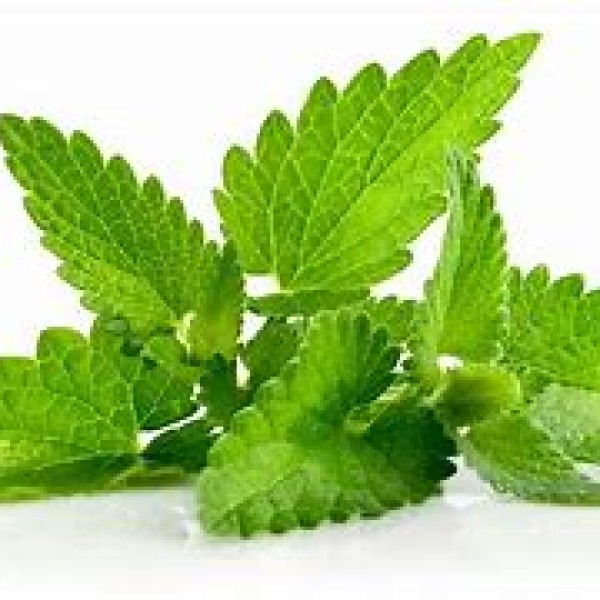 Fresh Mint Fresh Mint