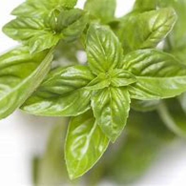 Fresh Basil Fresh Basil