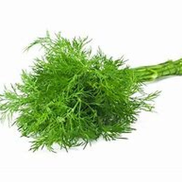Fresh Dill Fresh Dill