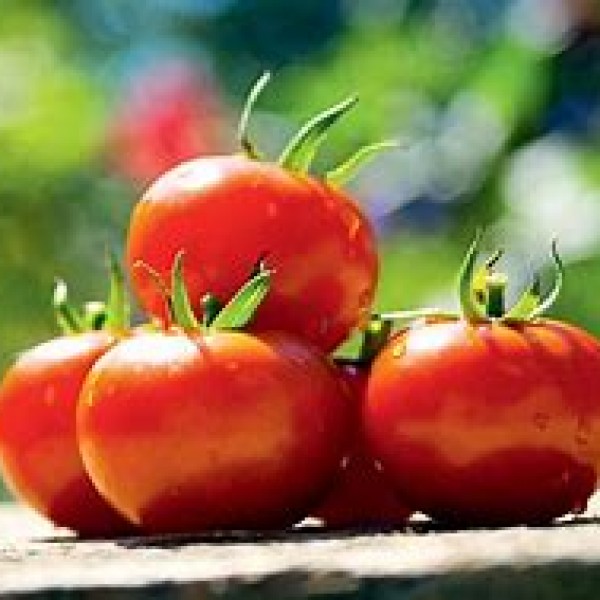 Salad Tomatoes 500g Salad Tomatoes 500g