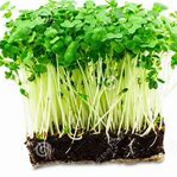 Salad Cress Salad Cress