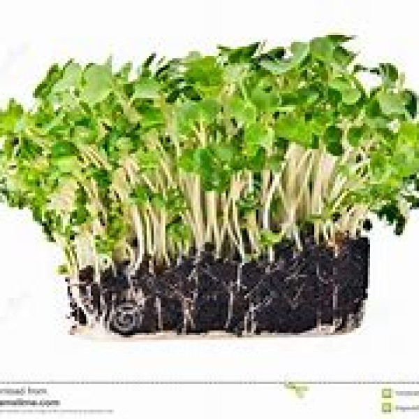 Mustard cress Mustard cress