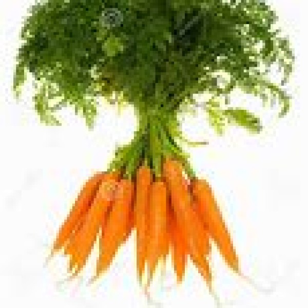 Bunch Carrots Bunch Carrots