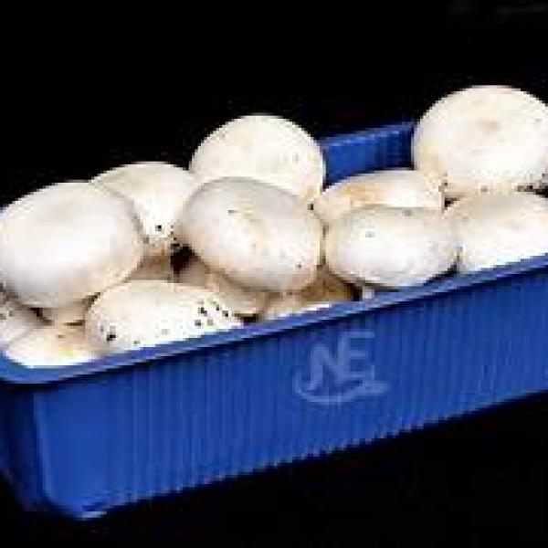 Tray Mushrooms 2kg